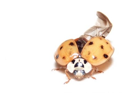 Œuvre de komotion: Cococinelle