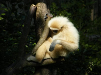 Œuvre de donald: Joli petit singe