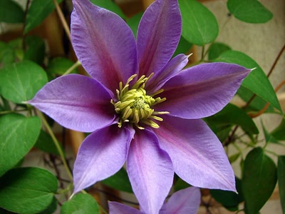 Résultat de recherche: clématite