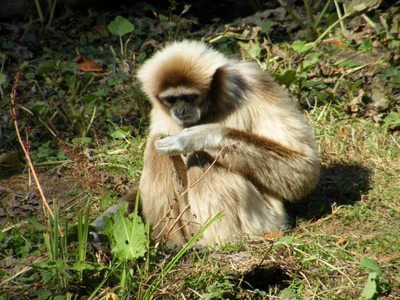 Œuvre de donald: Mais qu'est-ce-que s'est ?