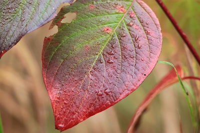 Résultat de recherche: Automne 2