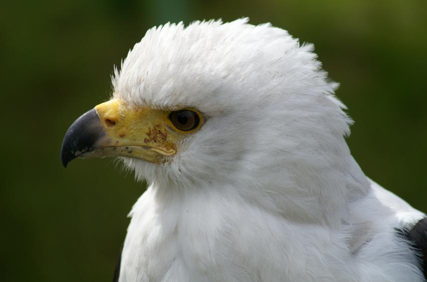 Légèrement ébouriffé