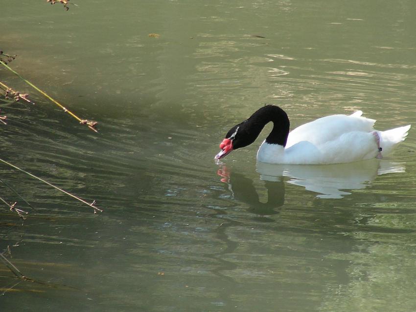 Fais-moi un cygne...