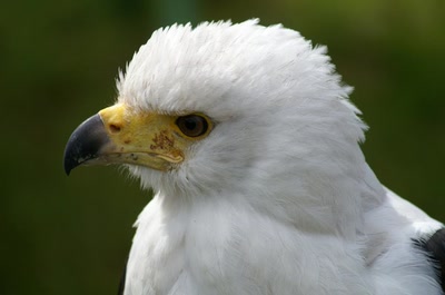 Résultat de recherche: Légèrement ébouriffé