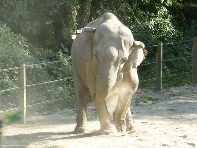 Œuvre de donald: Séance de nettoyage