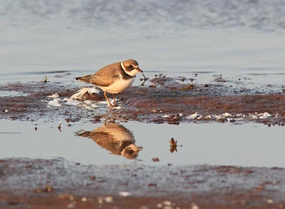 Résultat de recherche: Pluvier