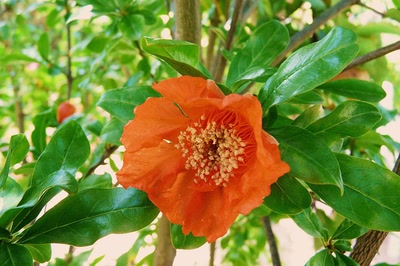 Œuvre de Ondine: Un avant-goût de grenade