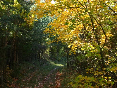Résultat de recherche: Un petit chemin ...