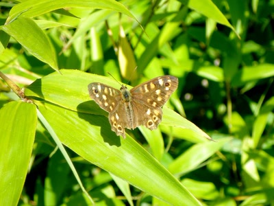 Œuvre de Mimiie: Papillon