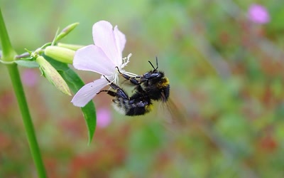Résultat de recherche: abeille butinante