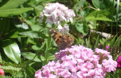 Résultat de recherche: je butine