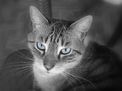 Œuvre de perreg: mimi victor