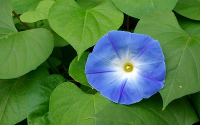 Œuvre de perreg: vert & bleu