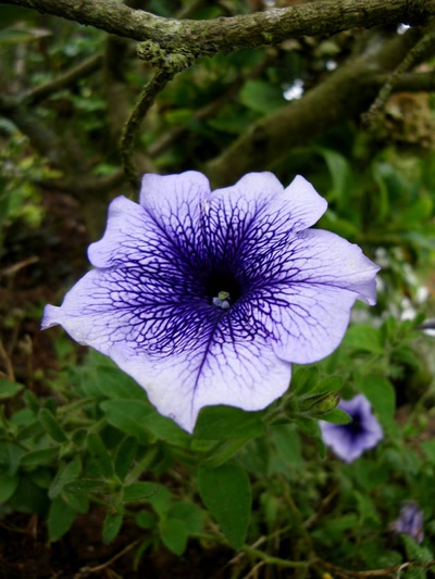 Œuvre de Mimiie: Violine