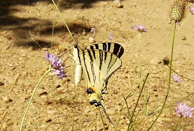 Œuvre de ventoux84: "Flambé".