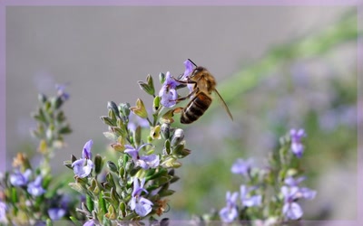 Résultat de recherche: abeille sur fleur de romarin