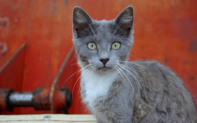 Œuvre de perreg: soquette