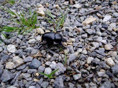 Résultat de recherche: Scarabée