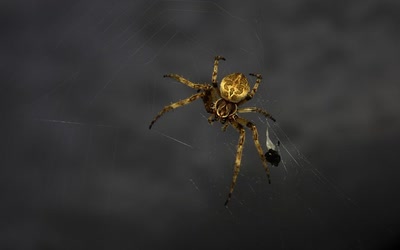 darkspider