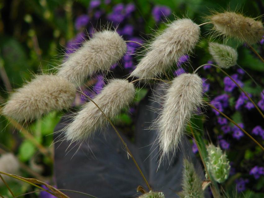 Fleurs et plantes de jardin