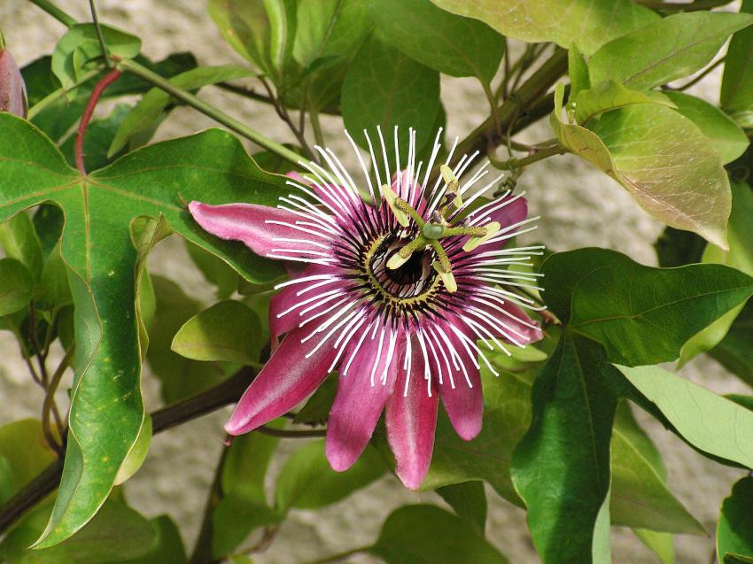 Hommage à l'Impératrice Eugénie