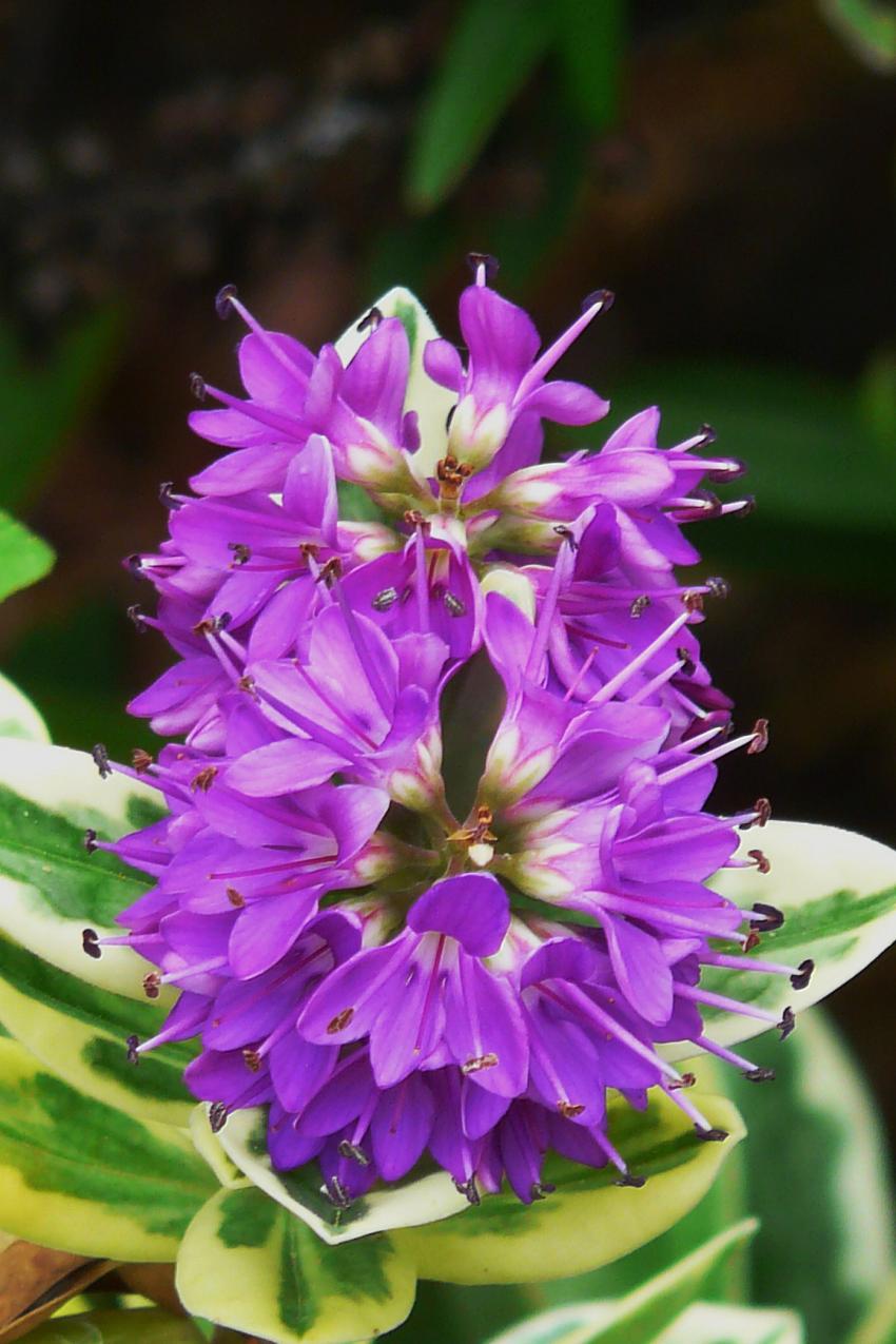Mauve ou violette...une véronique !