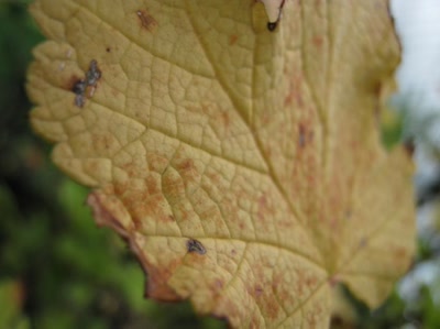 Résultat de recherche: feuille numéro 9
