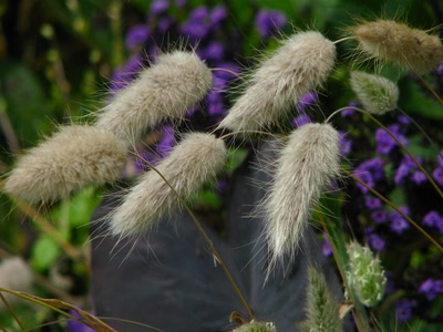 Œuvre de Alle: Fleurs et plantes de jardin