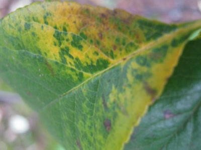 Résultat de recherche: feuille numéro 7