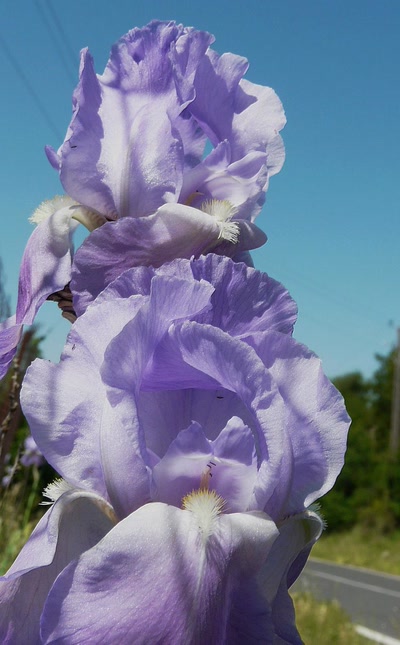 Œuvre de Ondine: Sur le bord de la route