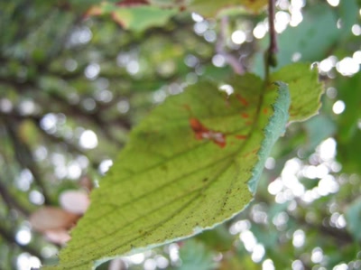 Œuvre de Magritte2: feuille numéro 1