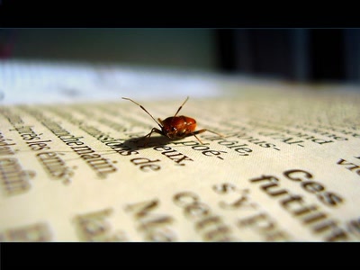 Résultat de recherche: p'tite bébette