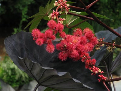 Œuvre de Alle: fleurs