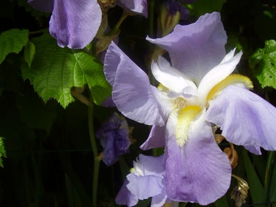 Œuvre de perreg: iris