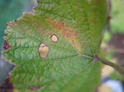 Résultat de recherche: feuille numéro 10