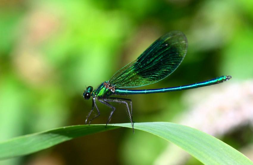 Harmonie de teinte...