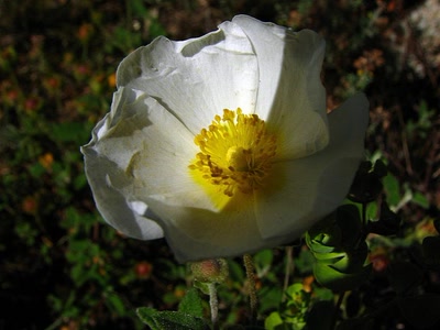 Résultat de recherche: Ciste a feuilles de sauge