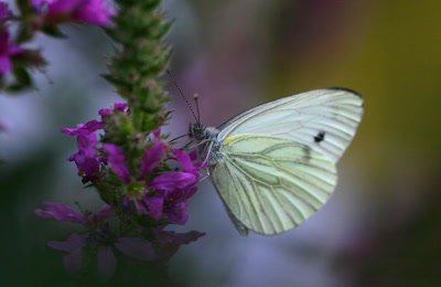 Résultat de recherche: Piéride