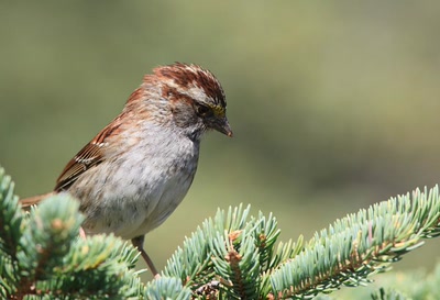 Résultat de recherche: Bruant