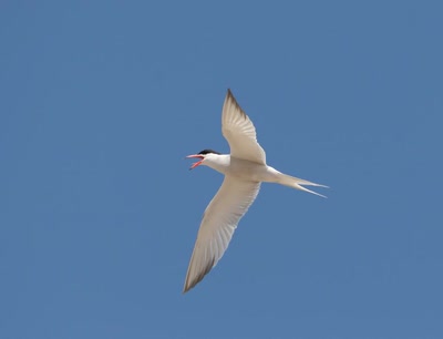 Résultat de recherche: Sterne artique.