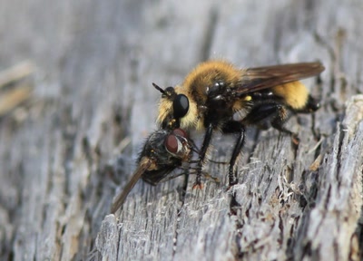 Résultat de recherche: Chaine alimentaire.