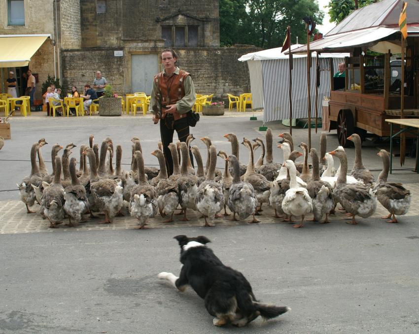 Après les canards,pourquoi pas des oies.