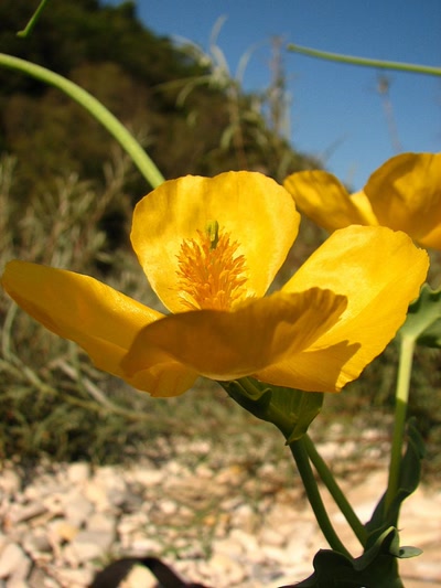 Œuvre de louloup: Pavot des Alpes