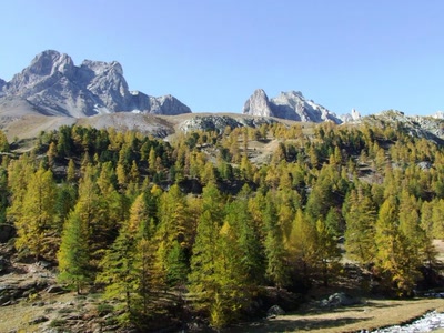 Résultat de recherche: mélèzes en automne