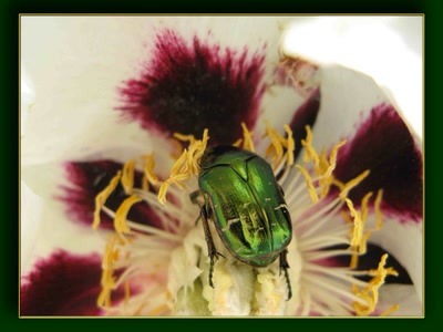 Résultat de recherche: Parc foral de Vincennes