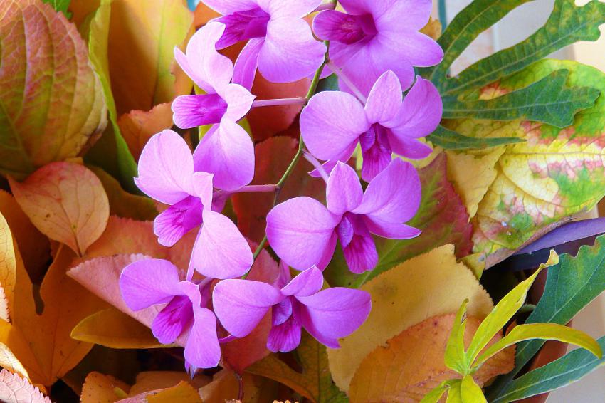 Orchidée et feuilles d'automne