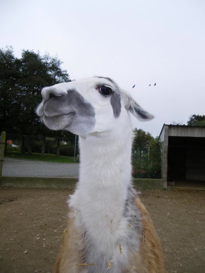 Résultat de recherche: Animaux & cie