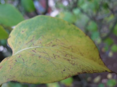 Œuvre de Magritte2: feuille numéro 13