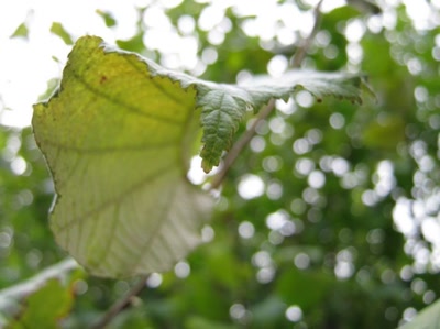 Œuvre de Magritte2: feuille numéro 15