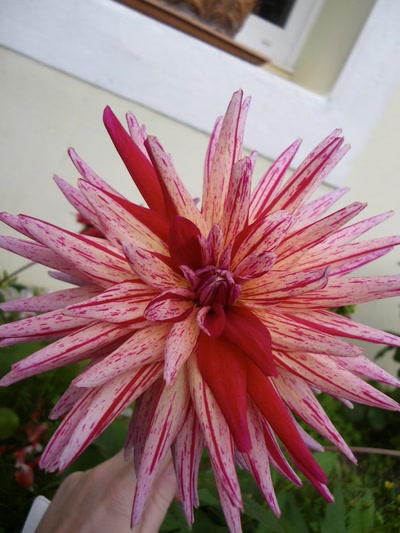 Œuvre de Mimiie: Eclatements de couleurs